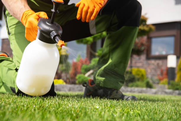 Best Wasp Removal Services  in Pequot Lakes, MN