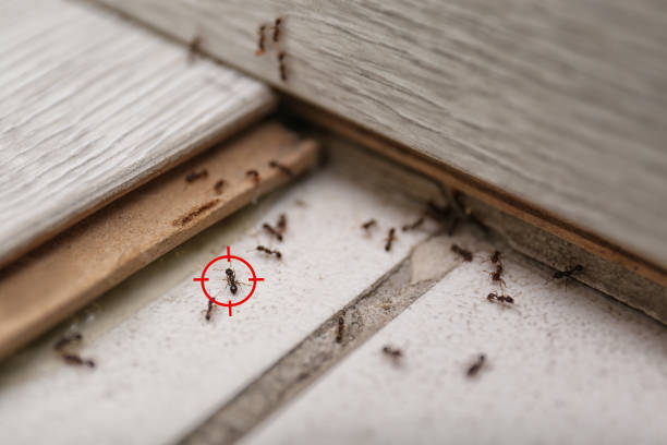 Best Flea Control Services  in Pequot Lakes, MN