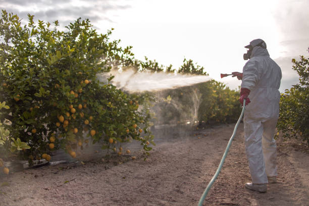 Best Cockroach Control Services  in Pequot Lakes, MN