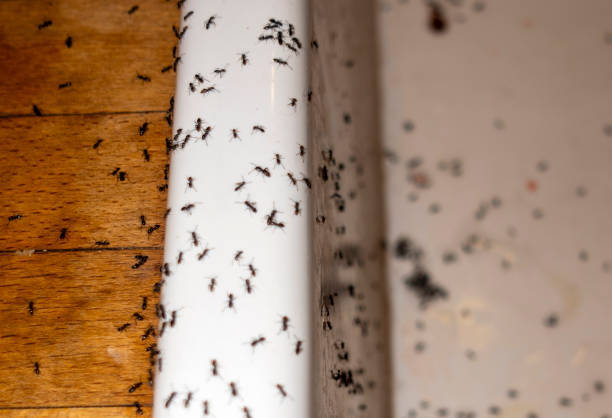 Pest Control Cost in Pequot Lakes, MN